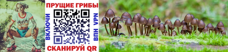 Псилоцибиновые грибы ЛСД как найти закладки MEGA ссылки Ладушкин